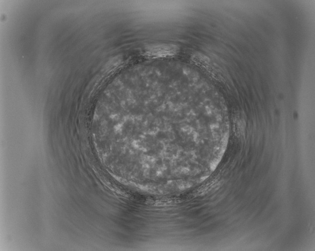 X0000070251393200606301614