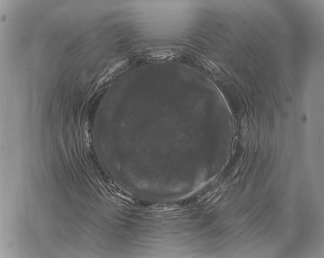 X0000070251394200606301614