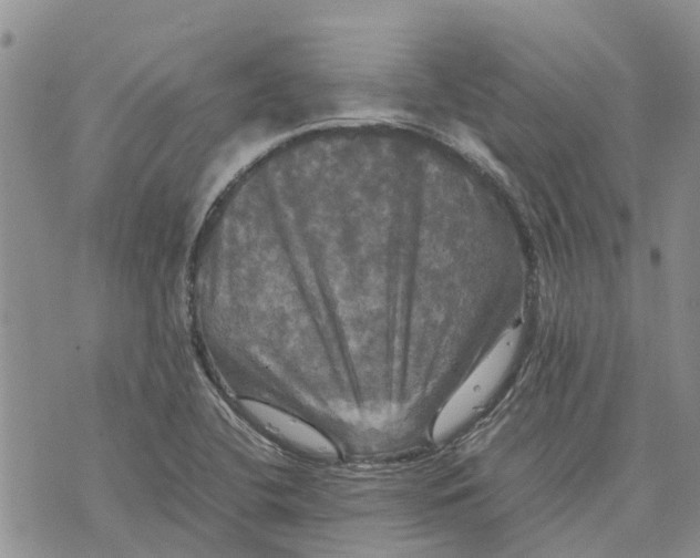 X0000070251412200606301614