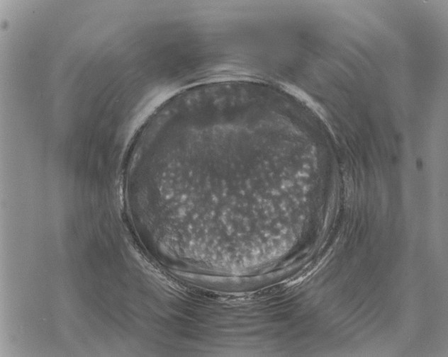 X0000070251415200606301614