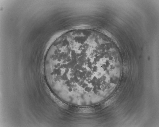 X0000070251421200606301614