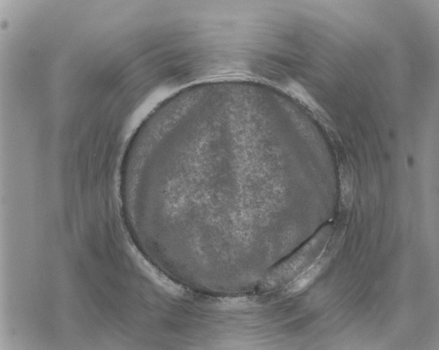 X0000070251422200606301614