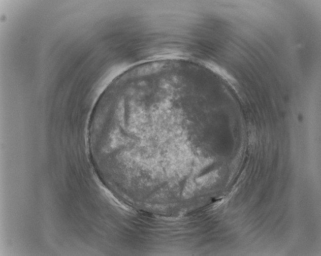 X0000070251423200606301614