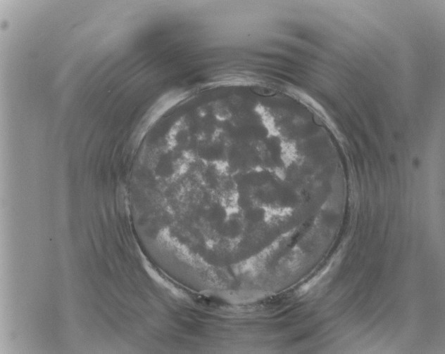 X0000070251433200606301615