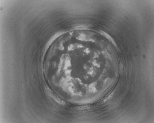 X0000070251435200606301615