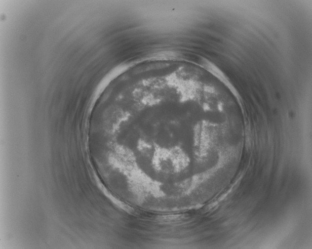 X0000070251437200606301615