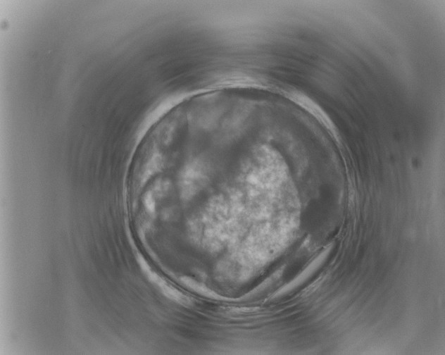 X0000070251439200606301615