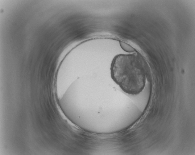 X0000070251440200606301615