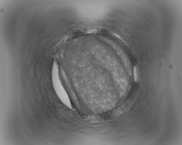 X0000070251443200606301614