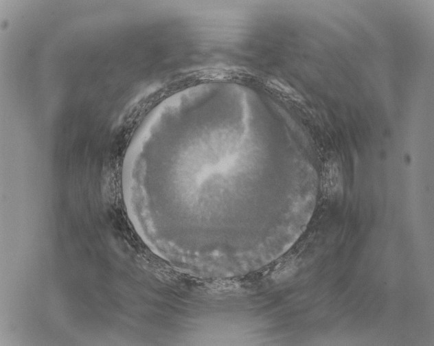 X0000070251446200606301614