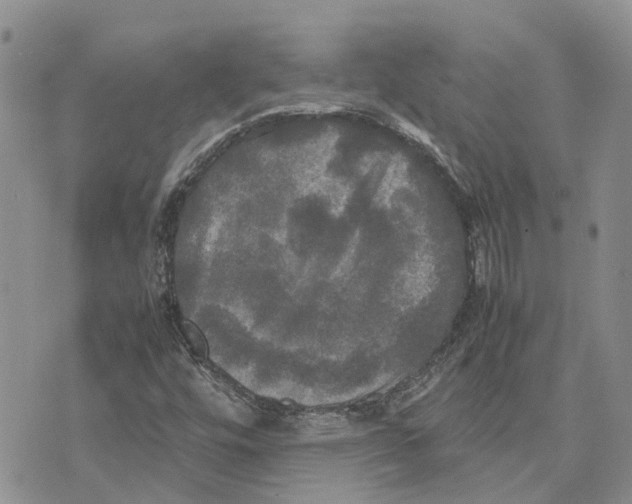 X0000070251448200606301614