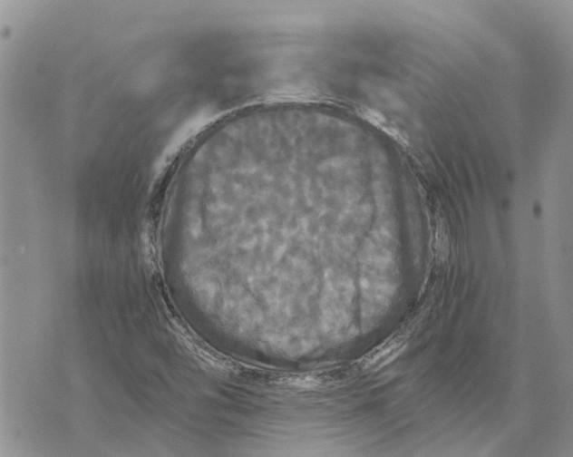 X0000070251454200606301614