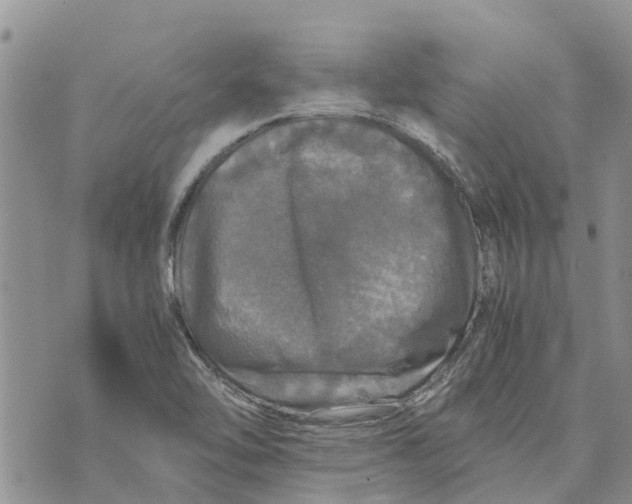 X0000070251462200606301614