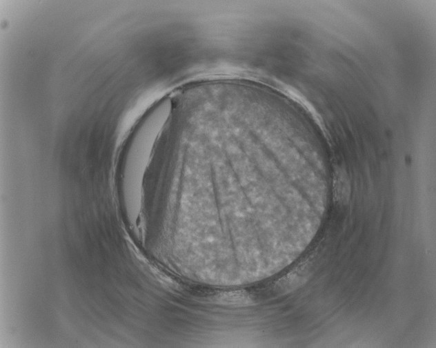 X0000070251464200606301614