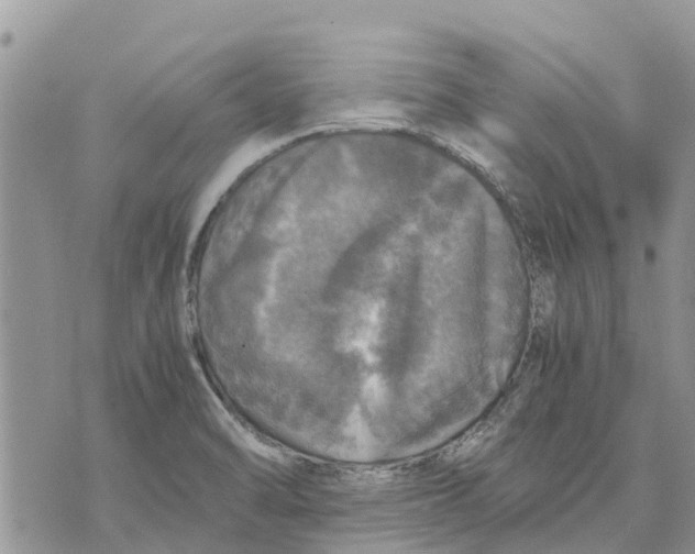 X0000070251470200606301613