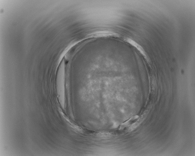 X0000070251473200606301613