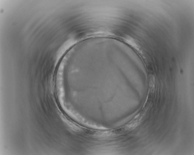 X0000070251474200606301613