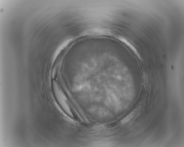 X0000070251477200606301613