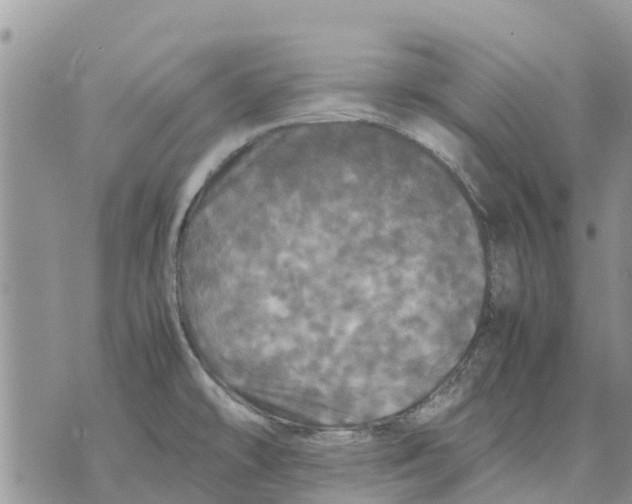 X0000070251478200606301613