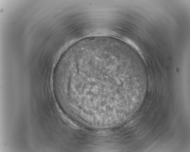 X0000070251480200606301613