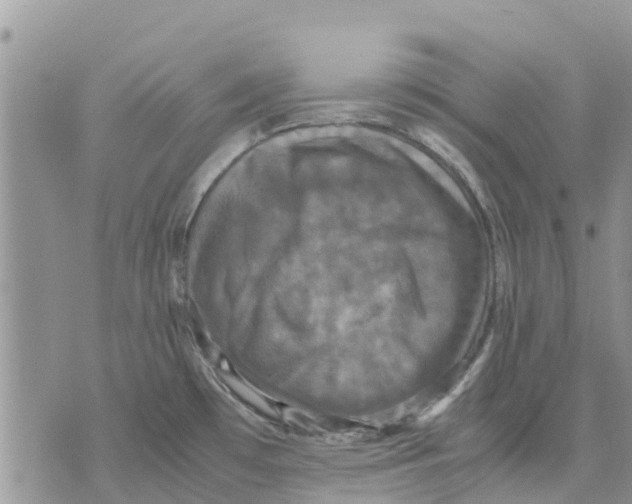 X0000070251481200606301613