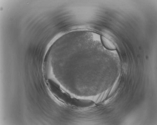 X0000070251482200606301613