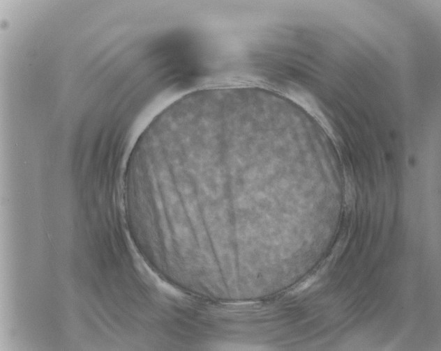 X0000070251486200606301613