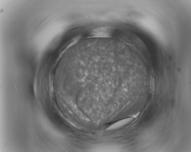 X0000070251487200606301613