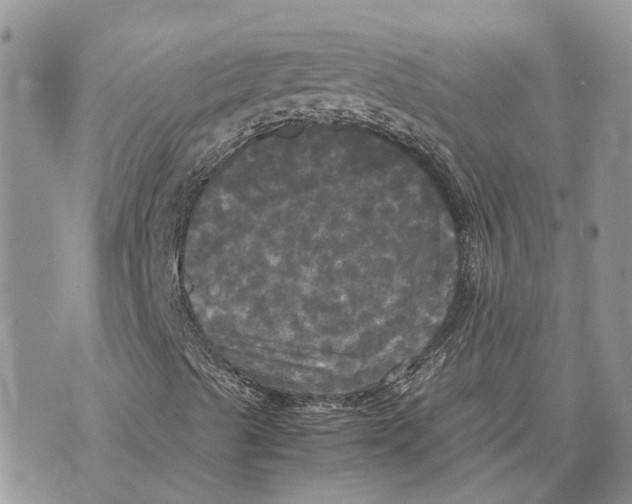 X0000070251489200606301612