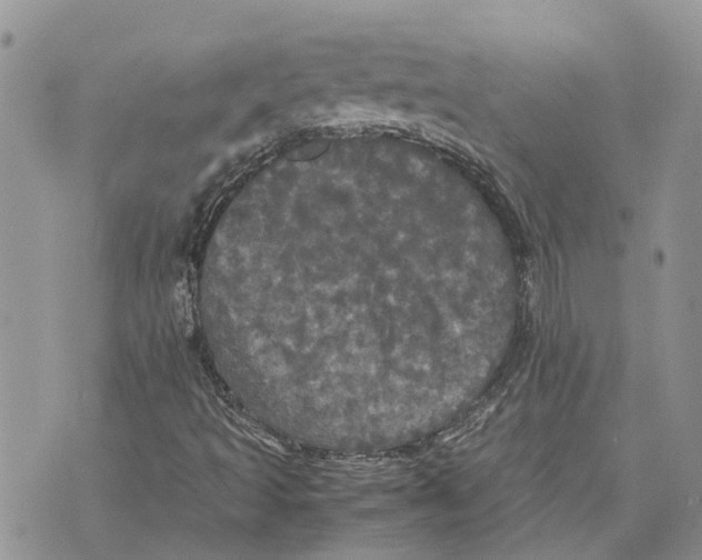 X0000070251493200606301612