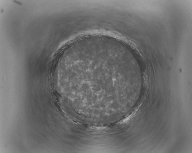 X0000070251494200606301612