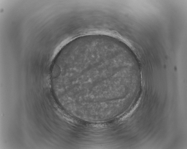 X0000070251501200606301613