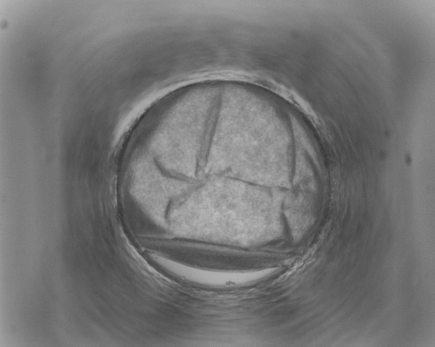 X0000070251504200606301613