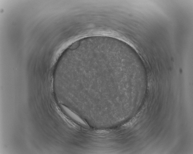 X0000070251507200606301613