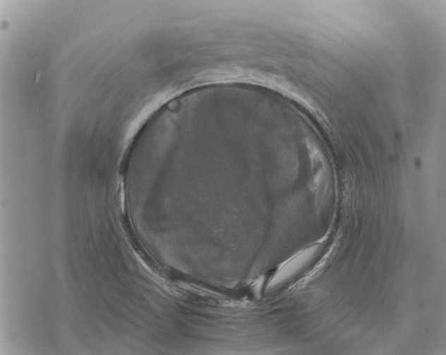 X0000070251509200606301613