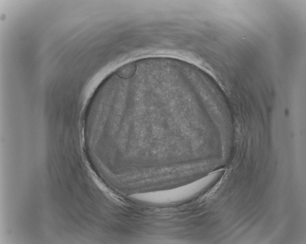 X0000070251511200606301613