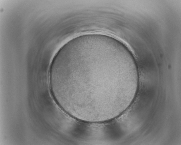 X0000070251514200606301613