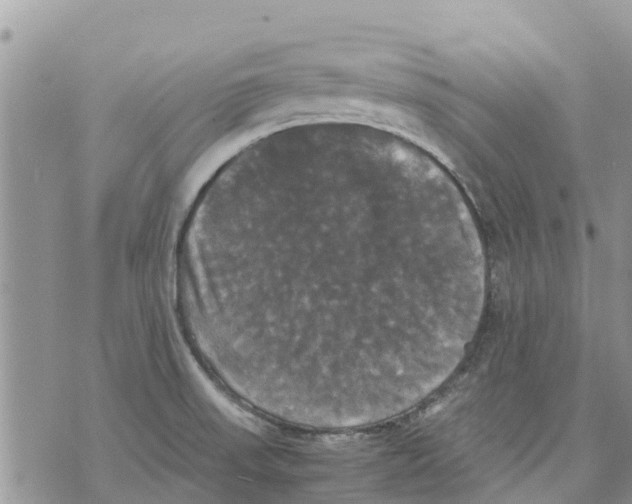 X0000070251523200606301613