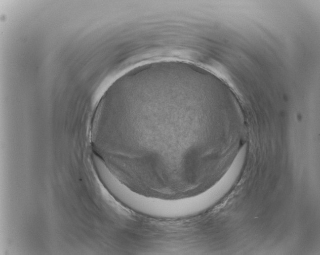 X0000070251524200606301613