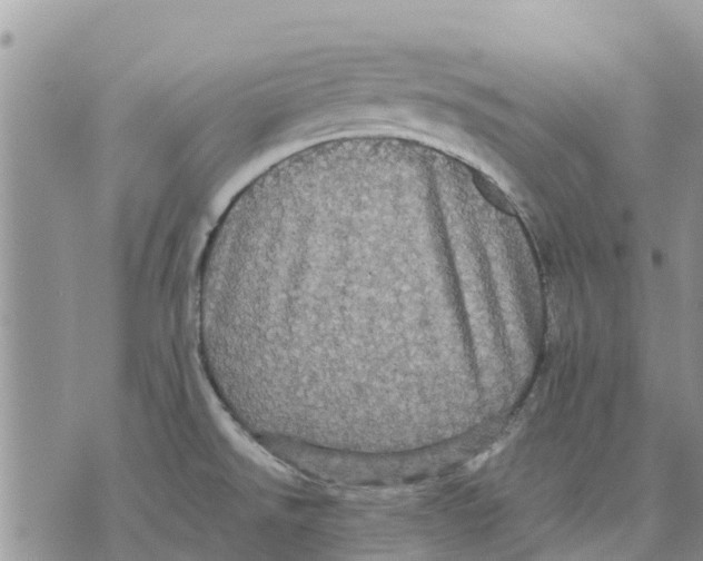 X0000070251526200606301613