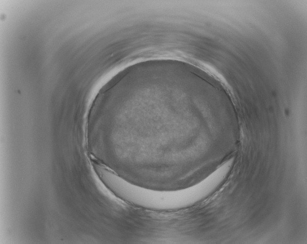 X0000070251528200606301613