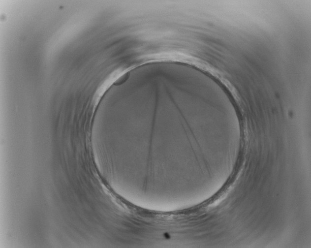 X0000070251529200606301613