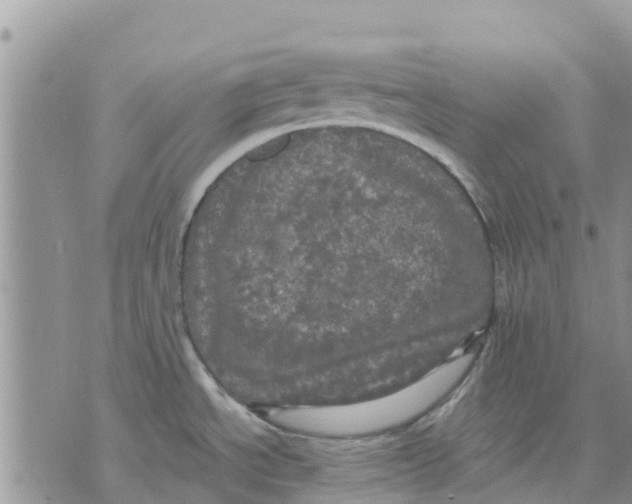 X0000070251534200606301613