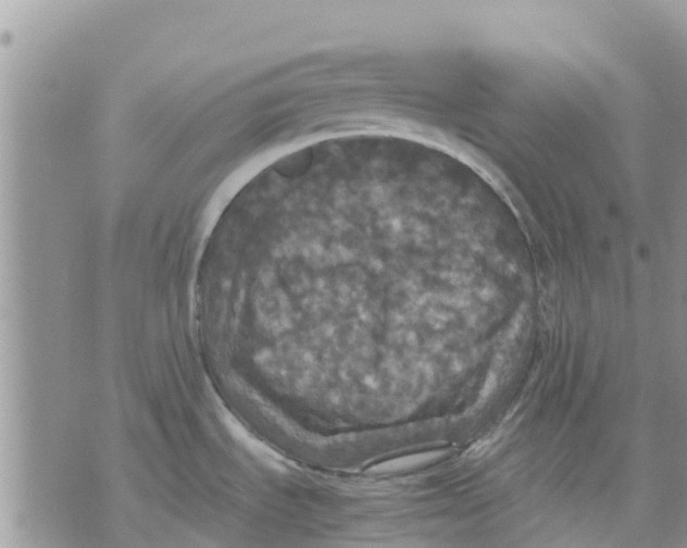 X0000070251535200606301613