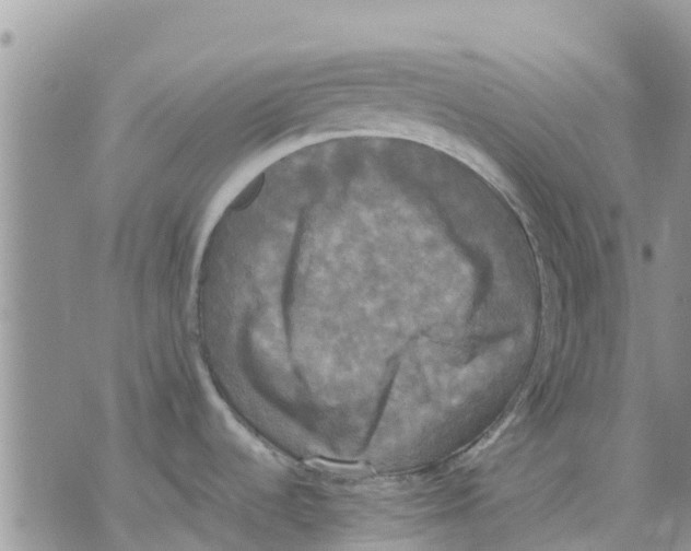 X0000070251536200606301613