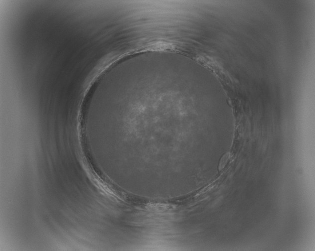 X0000070340242200606091033