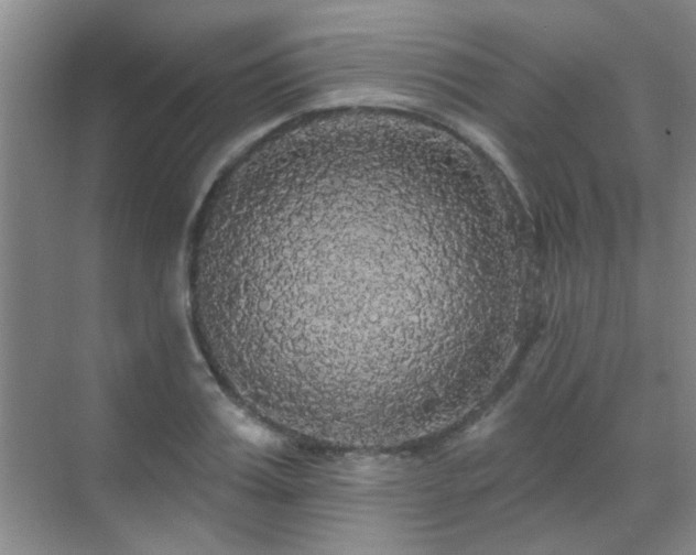 X0000070340987200606091021