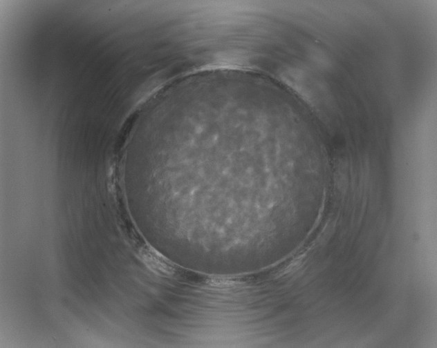X0000070341258200606091017
