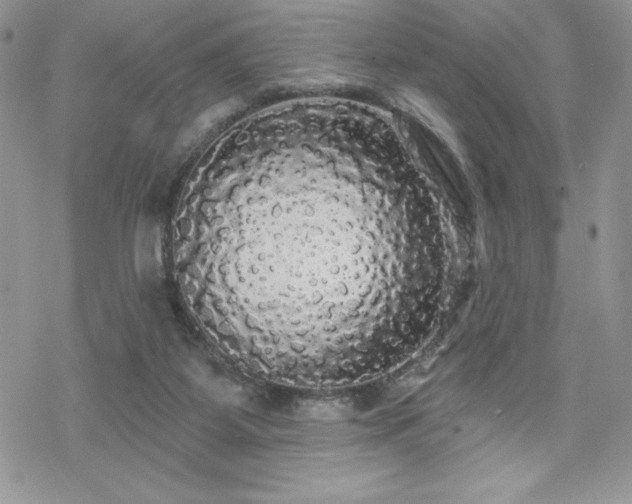 X0000070340115200606121150