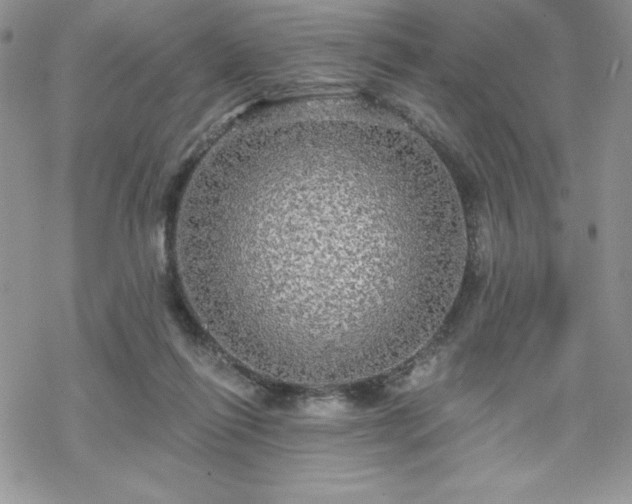 X0000070340262200606121148